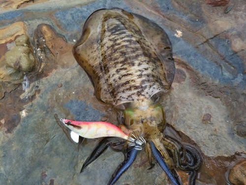 シマノ エギング パーティー