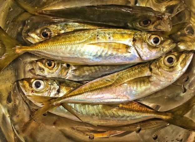 淡路島の漁港アジング 植物性プランクトンパターン アジングの鯵釣速報