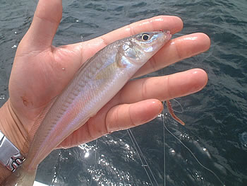 夏のゴールデントライアングル