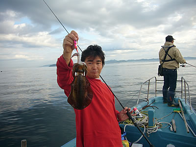 館山のアオリイカ