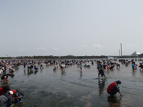 横浜海の公園のアサリはざっくざく