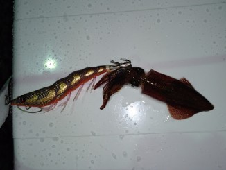 16 ヒイカ エギング In 博多湾 かもめ広場 アオリイカエギングの烏賊速報 16 ヒイカ エギング In 博多湾 かもめ広場 アオリイカエギングの烏賊速報
