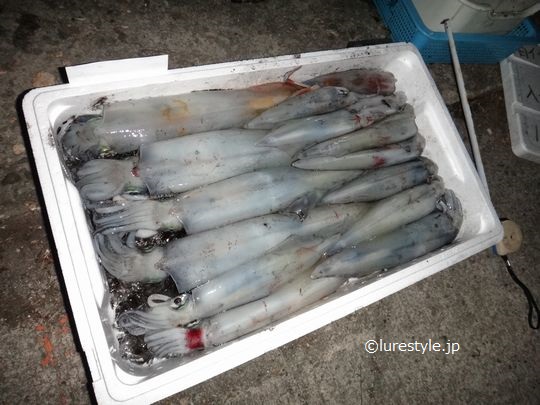 満月の白イカ釣行 アオリイカエギングの烏賊速報 満月の白イカ釣行 アオリイカエギングの烏賊速報
