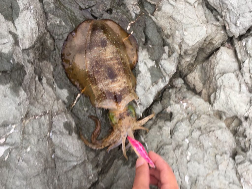 長崎南部のホーム地磯でエギング アオリイカエギングの烏賊速報