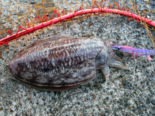 日本海コウイカエギング アオリイカエギングの烏賊速報 日本海コウイカエギング アオリイカエギングの烏賊速報