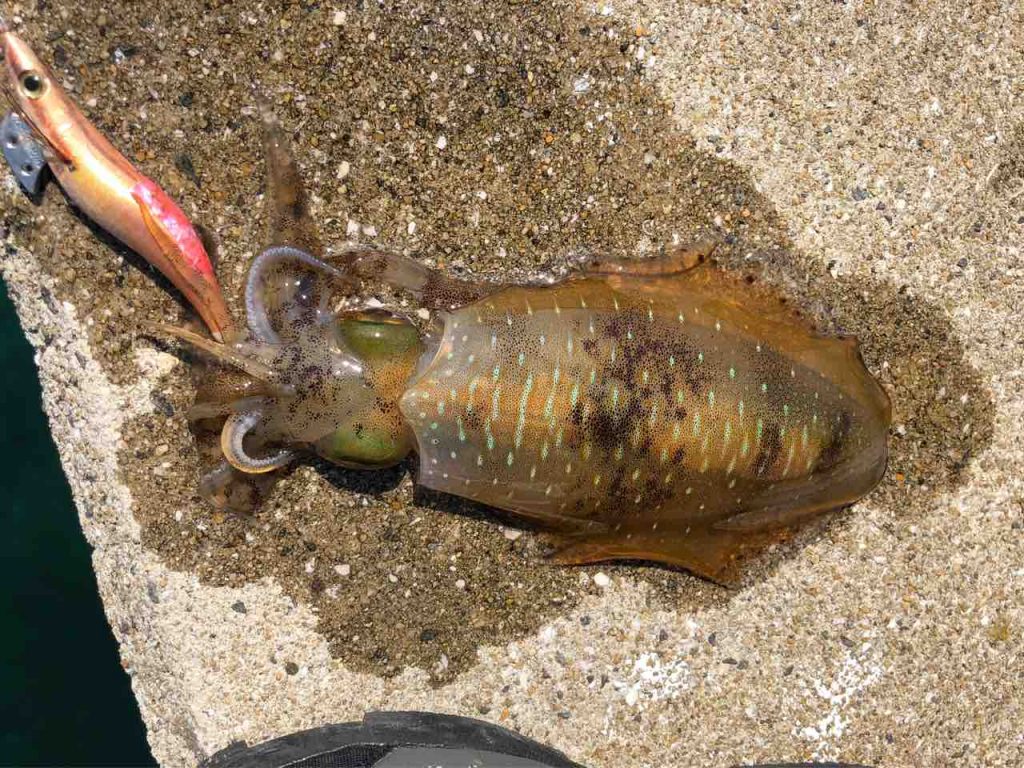 長崎 地磯でヒラセイゴとかわいいミズイカ アオリイカエギングの烏賊速報