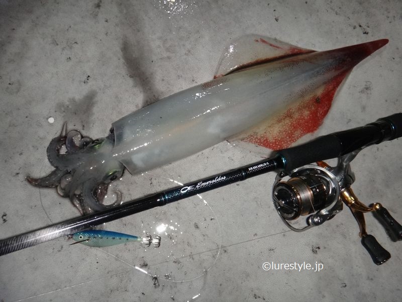 白イカ釣行 初の胴長40センチオーバーをキャッチ アオリイカエギングの烏賊速報