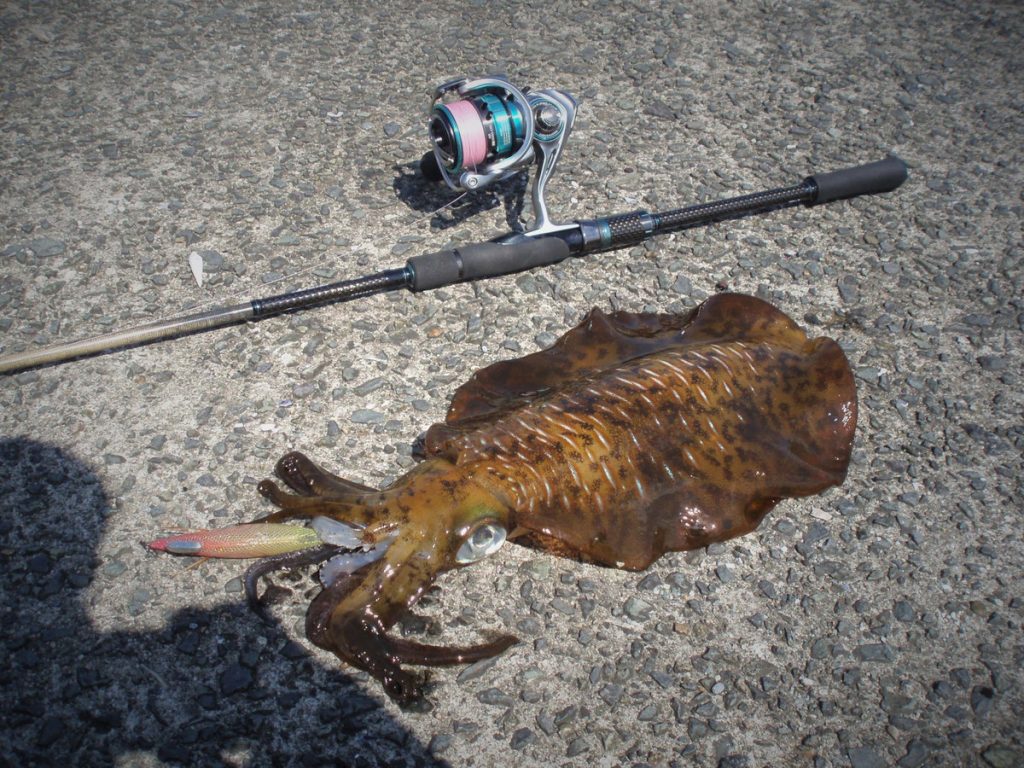 早生まれのアオリイカ アオリイカエギングの烏賊速報