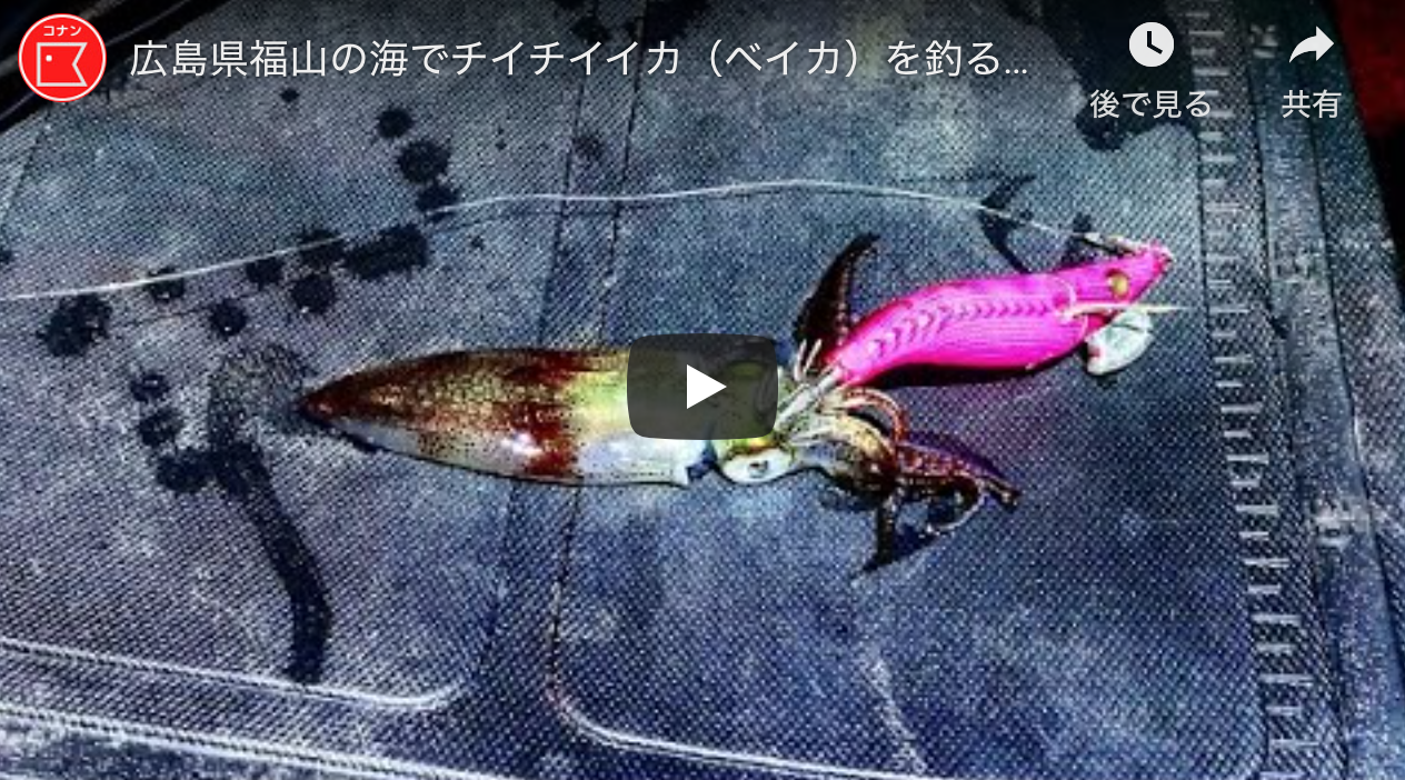 広島県福山の海でチイチイイカ ベイカ を釣る エギング アオリイカエギングの烏賊速報 広島県福山の海でチイチイイカ ベイカ を釣る エギング アオリイカエギングの烏賊速報