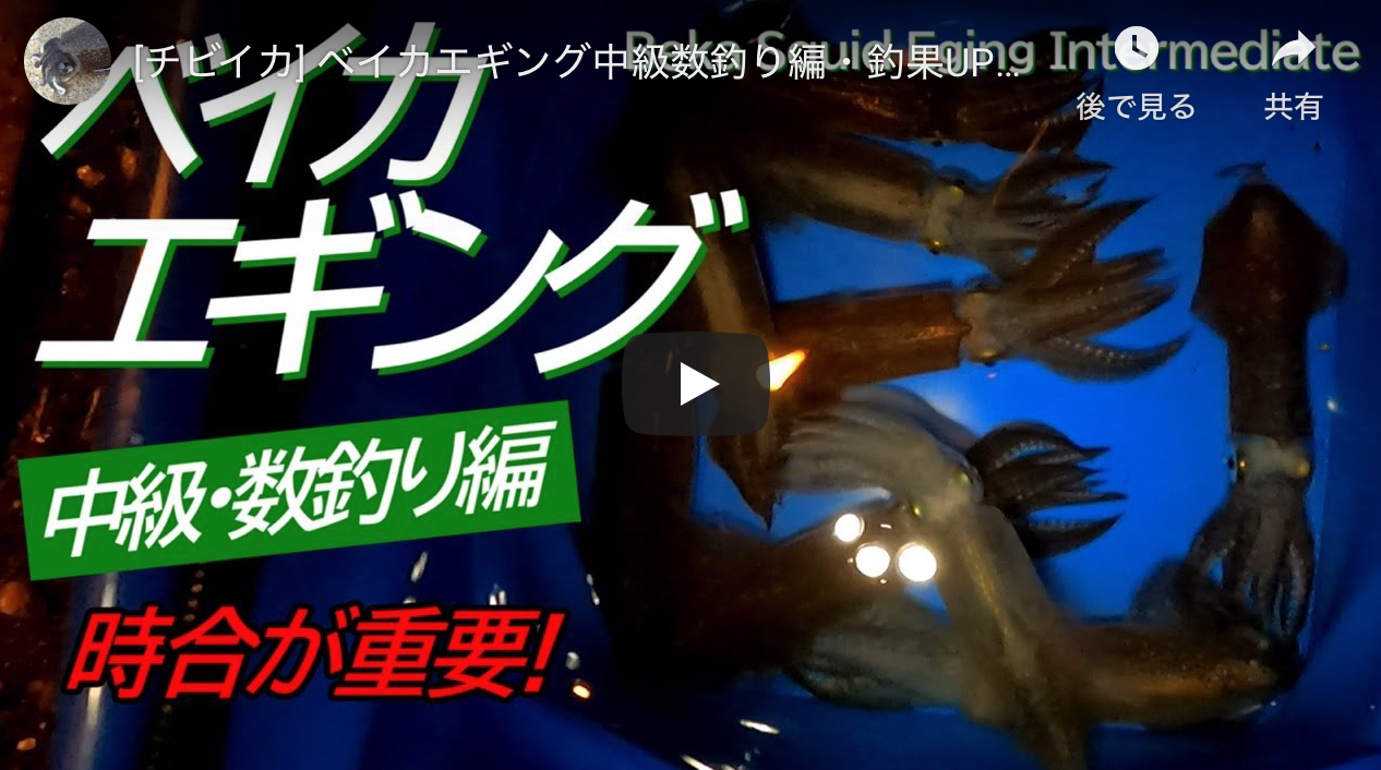 チビイカ ベイカエギング中級数釣り編 釣果upのための考察 ベカ チィチィイカ チイチイイカ アオリイカエギングの烏賊速報 チビイカ ベイカエギング中級数釣り編 釣果upのための考察 ベカ チィチィイカ チイチイイカ アオリイカエギングの烏賊速報