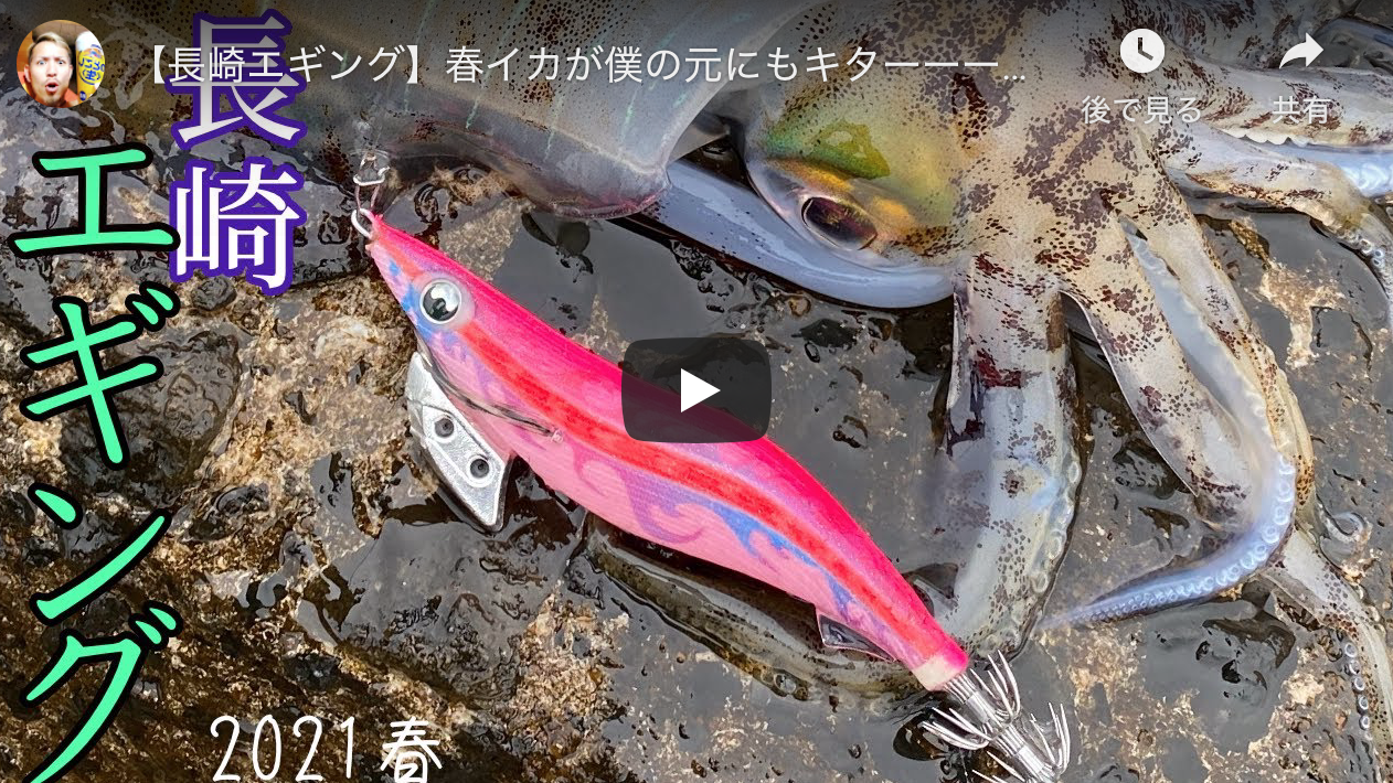 長崎エギング 春イカが僕の元にもキターーー アオリイカエギングの烏賊速報 長崎エギング 春イカが僕の元にもキターーー アオリイカエギングの烏賊速報
