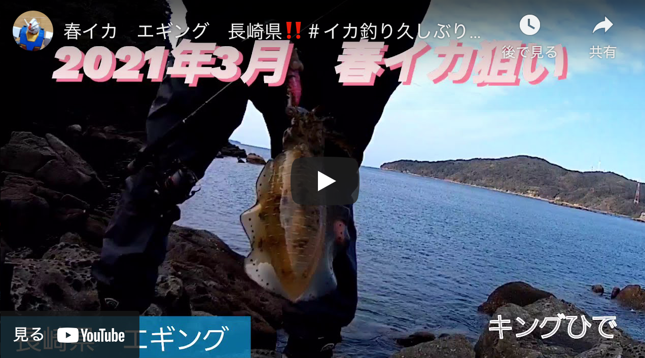 春イカ エギング 長崎県 イカ釣り久しぶりに アオリイカエギングの烏賊速報