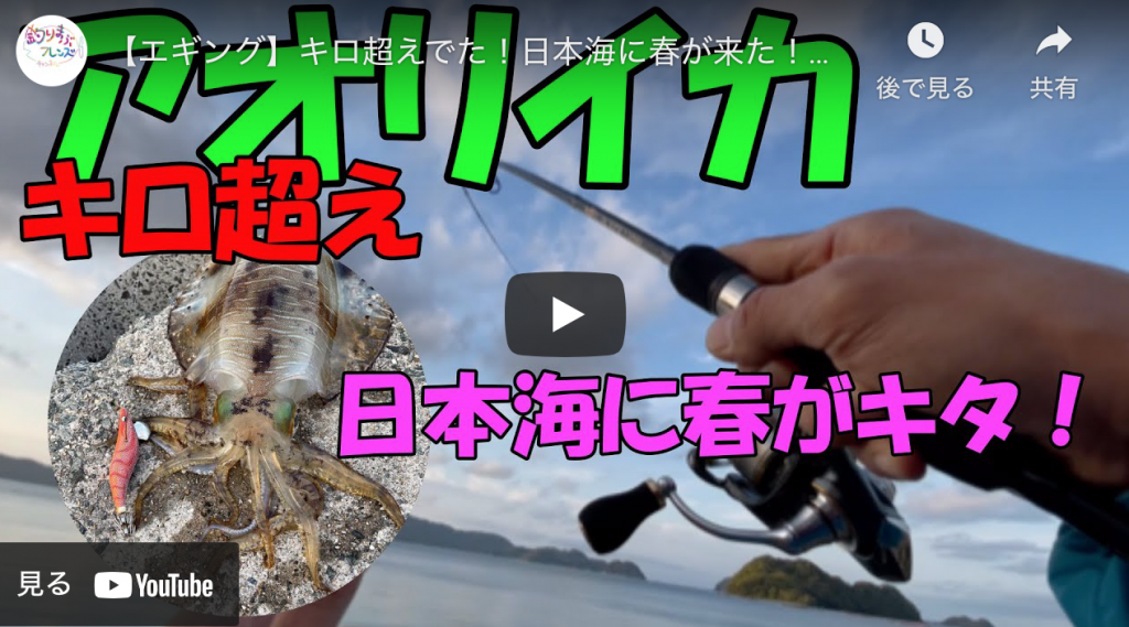 エギング キロ超えでた 日本海に春が来た 春アオリイカ調査 アオリイカエギングの烏賊速報