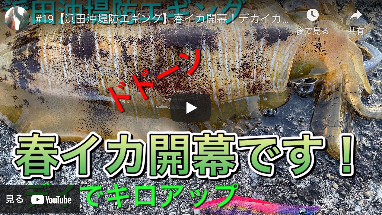 19 浜田沖堤防エギング 春イカ開幕 デカイカゲットなり アオリイカエギングの烏賊速報 19 浜田沖堤防エギング 春イカ開幕 デカイカゲットなり アオリイカエギングの烏賊速報