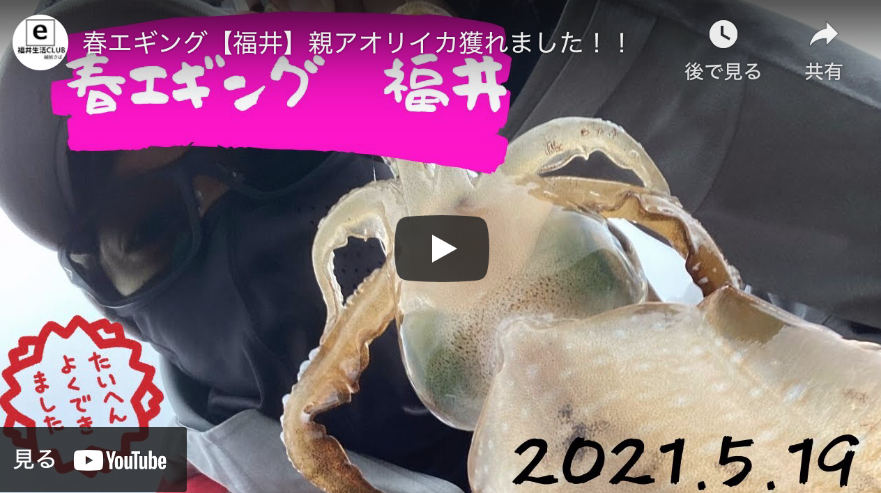 春エギング 福井 親アオリイカ獲れました アオリイカエギングの烏賊速報 春エギング 福井 親アオリイカ獲れました アオリイカエギングの烏賊速報
