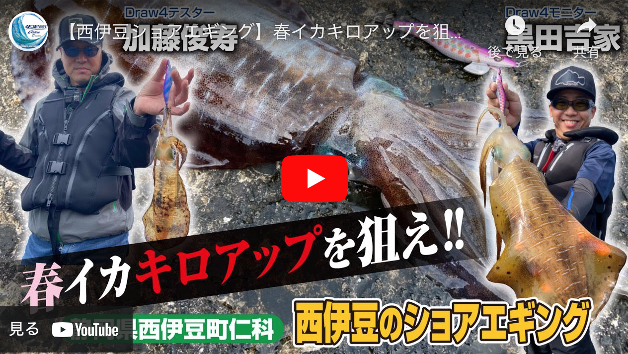 西伊豆ショアエギング 春イカキロアップを狙え アオリイカエギングの烏賊速報 西伊豆ショアエギング 春イカキロアップを狙え アオリイカエギングの烏賊速報