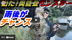 春エギング 福井 親アオリイカ獲れました アオリイカエギングの烏賊速報 春エギング 福井 親アオリイカ獲れました アオリイカエギングの烏賊速報