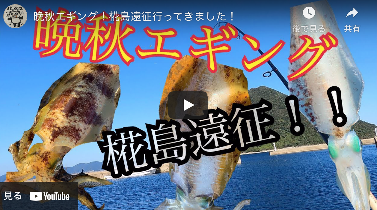 五島列島 椛島のアオリイカエギング アオリイカエギングの烏賊速報