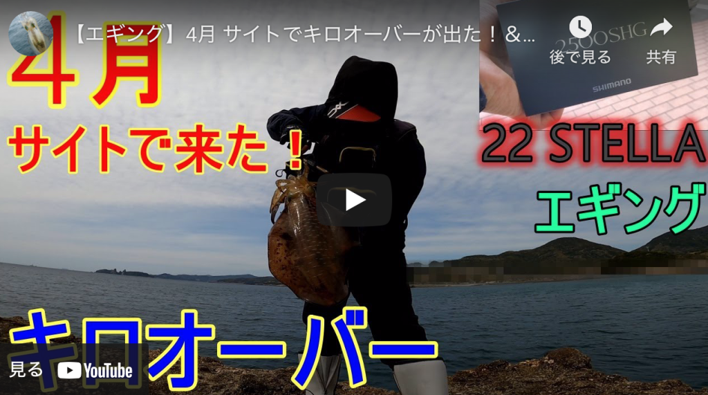 サイトエギングでキロオーバーのアオリイカ アオリイカエギングの烏賊速報