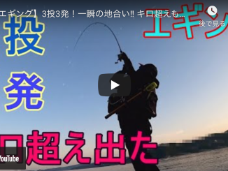 烏賊速報 アオリイカを釣るエギング情報サイト 烏賊速報 アオリイカを釣るエギング情報サイト