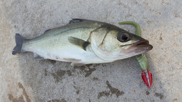 川崎新堤 移設 シーバス釣り ソルトルアーフィッシングの爆釣速報