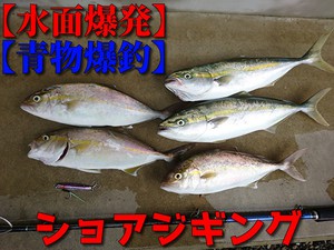 青物爆釣 キター 青物5連発 ショアから青物を釣りまくる シーバス釣り ソルトルアーフィッシングの爆釣速報 青物爆釣 キター 青物5連発 ショアから青物を釣りまくる シーバス釣り ソルトルアーフィッシングの爆釣速報