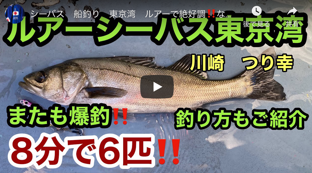 シーバス 船釣り 東京湾 ルアーで絶好調 なんと今回も8分で6匹ゲット ルアー ジギング 川崎 つり幸 シーバス乗合船 シーバス 釣り ソルトルアーフィッシングの爆釣速報 シーバス 船釣り 東京湾 ルアーで絶好調 なんと今回も8分で6匹ゲット ルアー ジギング 川崎 つり幸 シーバス乗合船 シーバス 釣り ソルトルアーフィッシングの爆釣速報