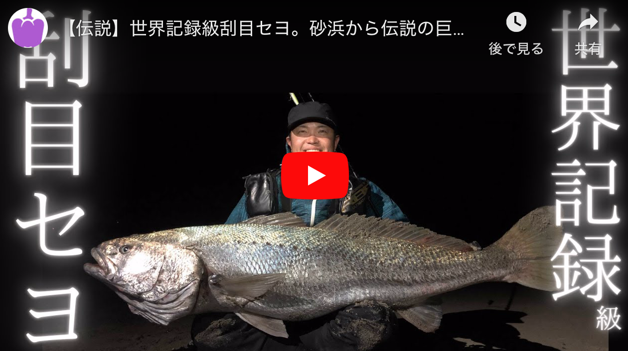伝説 世界記録級刮目セヨ 砂浜から伝説の巨大魚が釣れた 怪魚オオニベ シーバス釣り ソルトルアーフィッシングの爆釣速報 伝説 世界記録級刮目セヨ 砂浜から伝説の巨大魚が釣れた 怪魚オオニベ シーバス釣り ソルトルアーフィッシングの爆釣速報