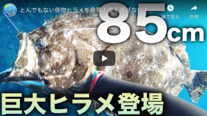 フロリダの巨大ハタ シーバス釣り ソルトルアーフィッシングの爆釣速報 フロリダの巨大ハタ シーバス釣り ソルトルアーフィッシングの爆釣速報