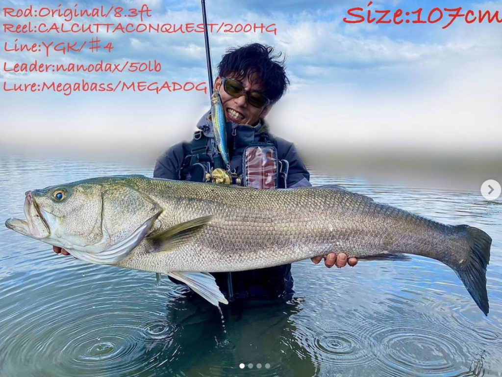 タイリクスズキ 107cm 爆釣速報